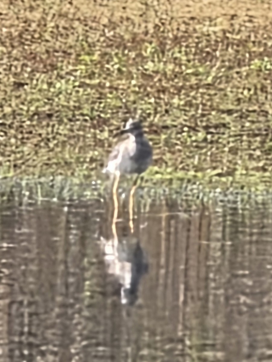 Greater Yellowlegs - ML646263320