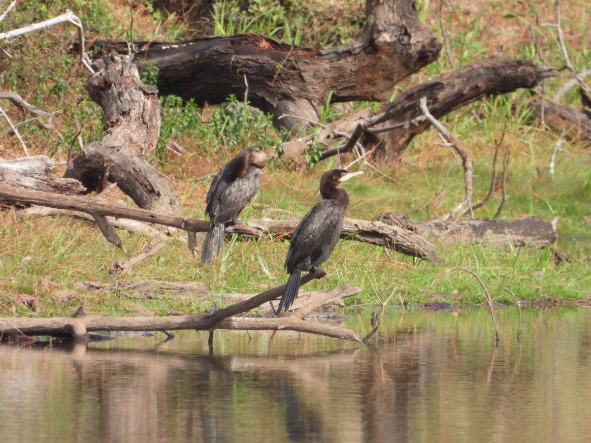 Neotropic Cormorant - ML646263325