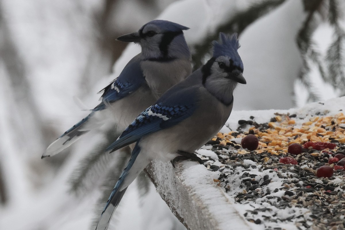 Blue Jay - ML646263330
