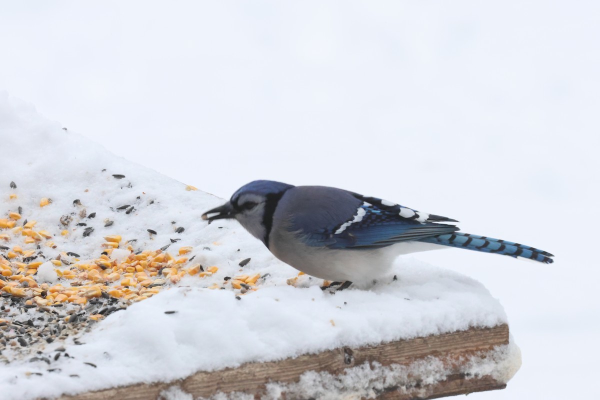 Blue Jay - ML646263331