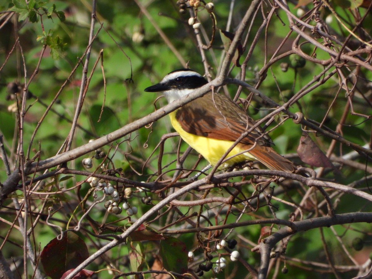 Great Kiskadee - ML646263336