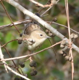 Yellow-rumped Warbler - ML646263338