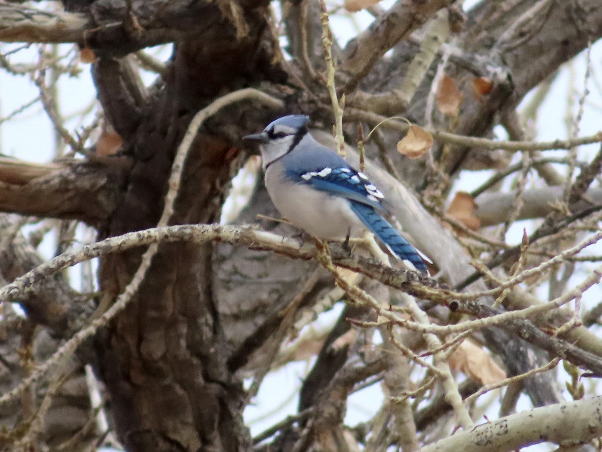 Blue Jay - ML646263339