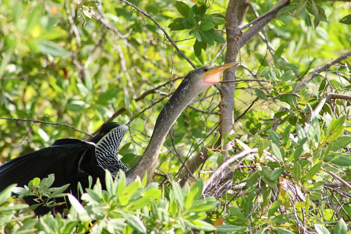 Anhinga - ML646263340