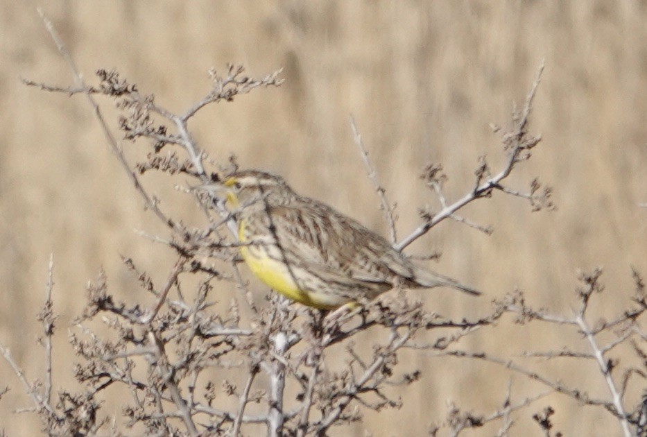 Western Meadowlark - ML646263342
