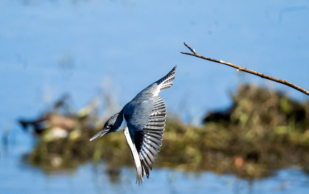 שלדג אמריקני - ML646263345