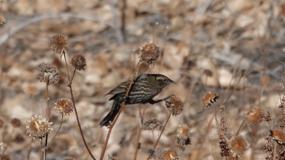 Red-winged Blackbird - ML646263347