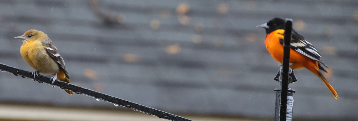 פזאי צפוני - ML646263348