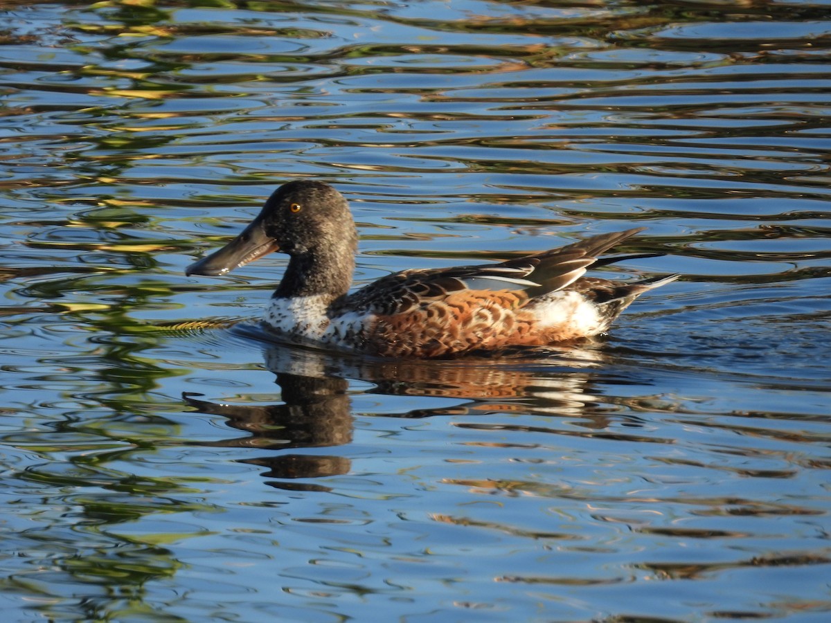 Northern Shoveler - ML646263352