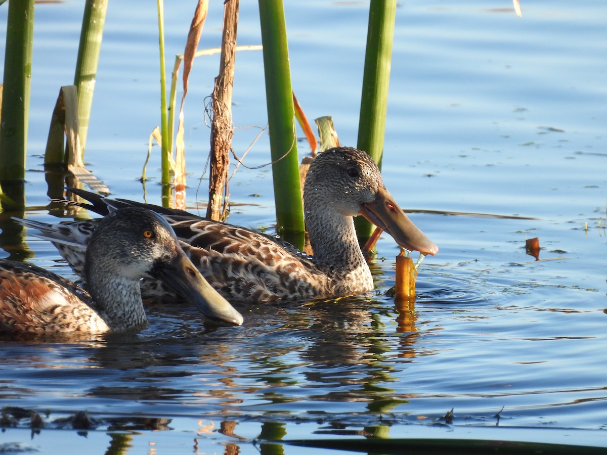 Northern Shoveler - ML646263353