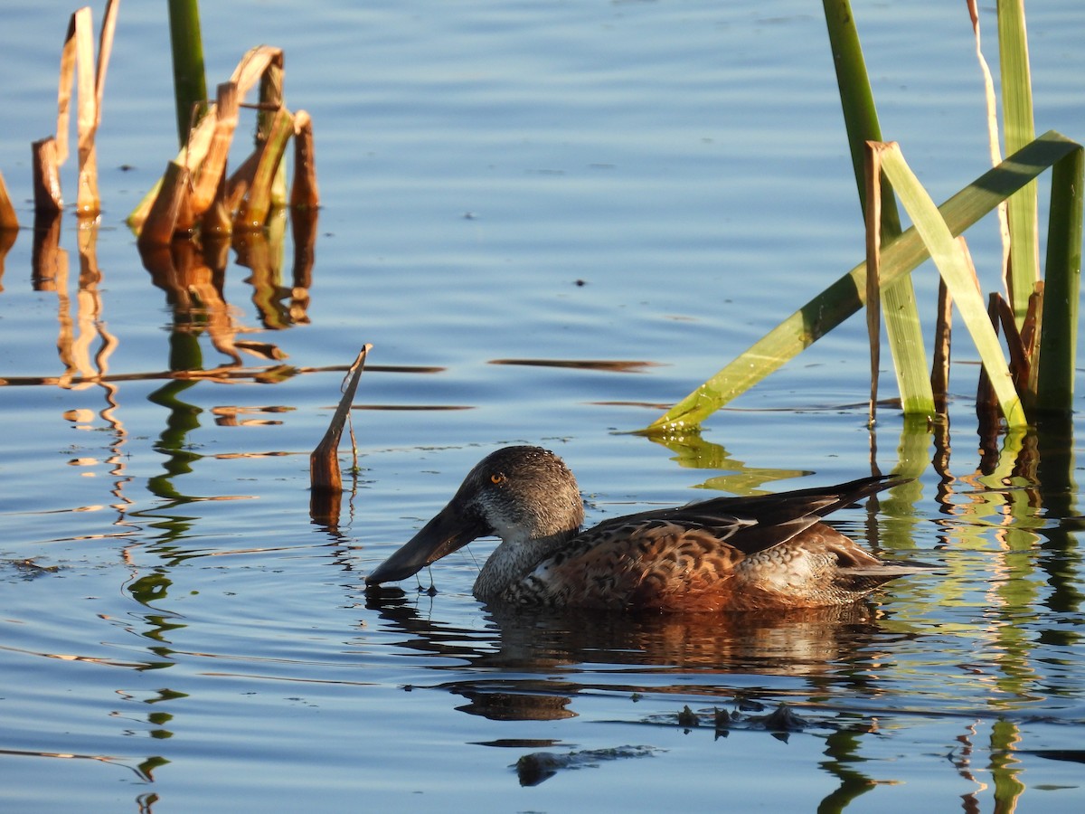 Northern Shoveler - ML646263354