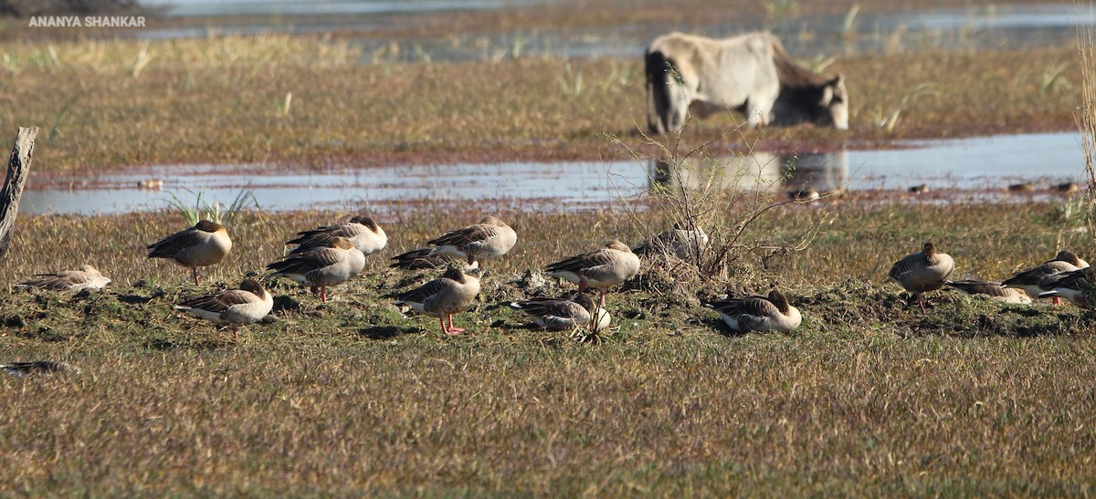 grågås - ML646263360