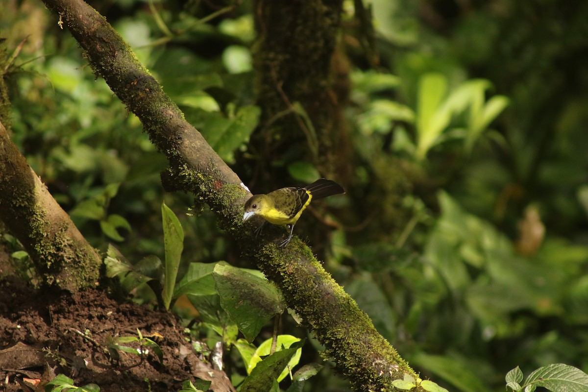 Flame-rumped Tanager - ML646263369