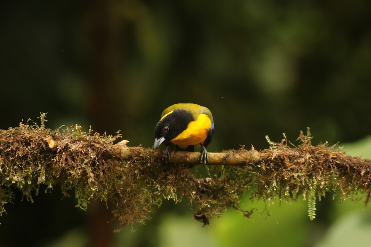Black-chinned Mountain Tanager - ML646263375