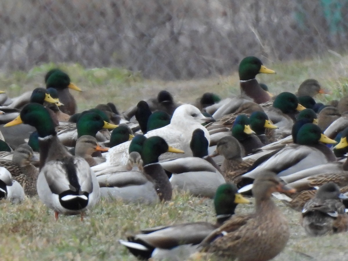 Мартин гренландський - ML646263376