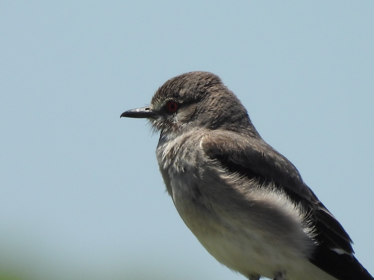 Gray Monjita - ML646263378