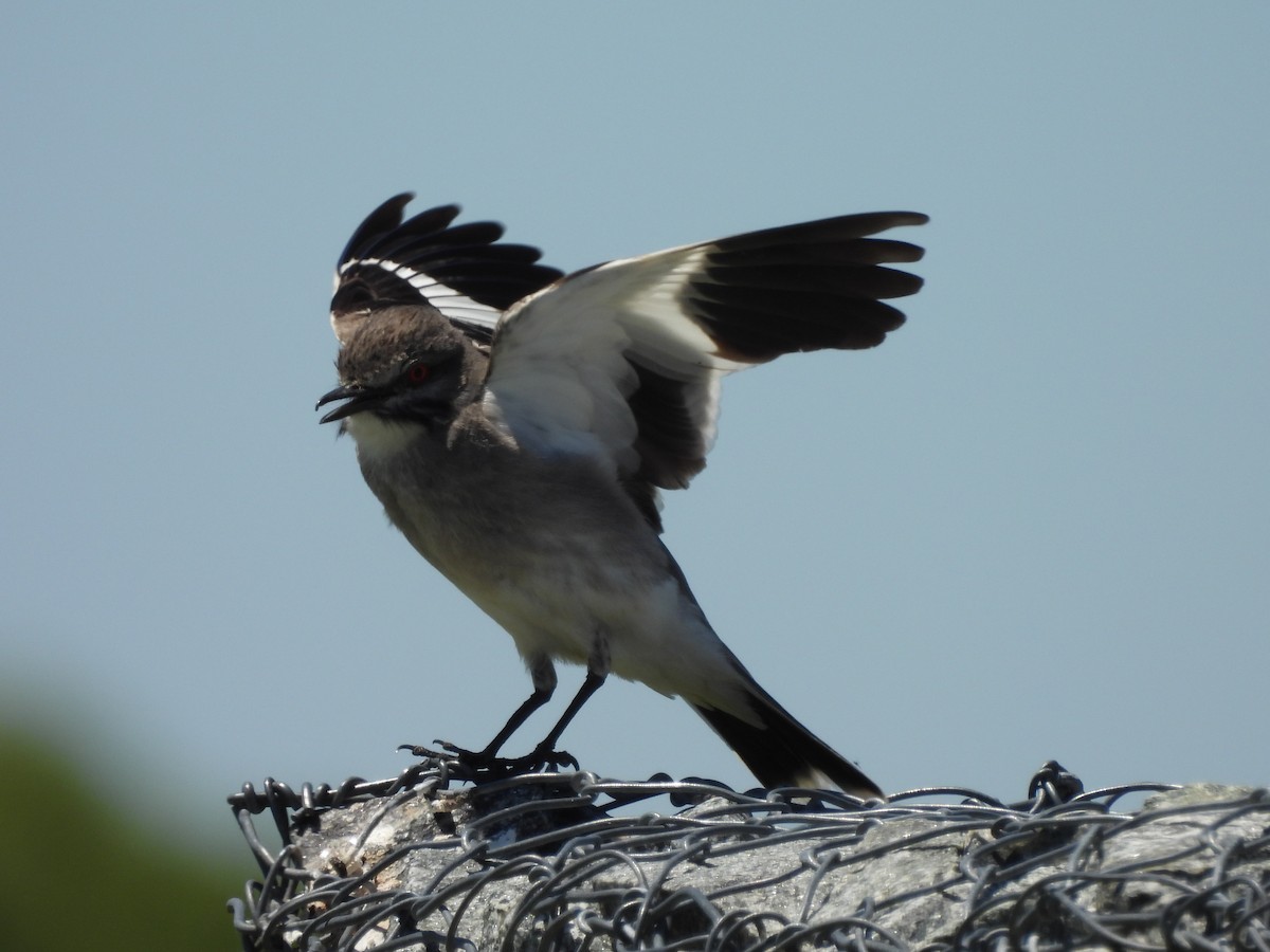 Gray Monjita - ML646263379