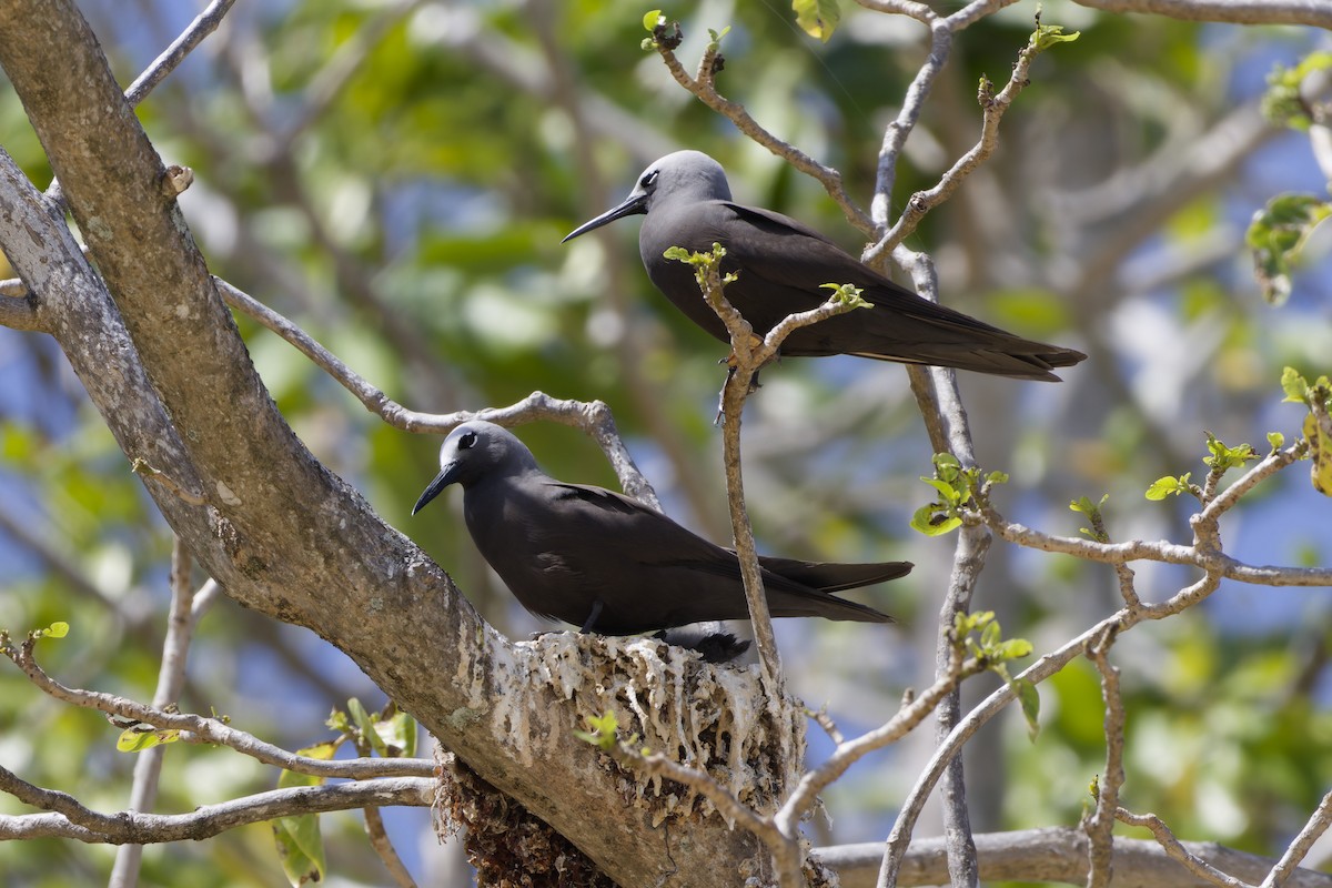 Lesser Noddy - ML646263385