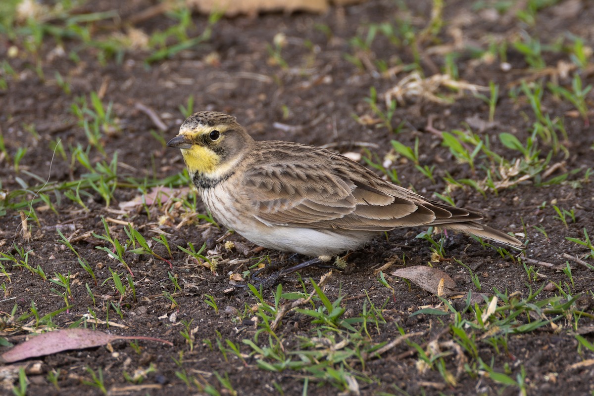 Horned Lark - ML646263386