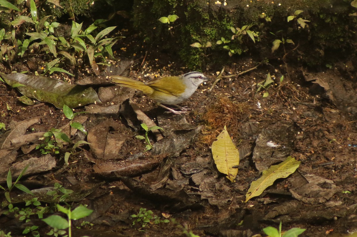 Black-striped Sparrow - ML646263391