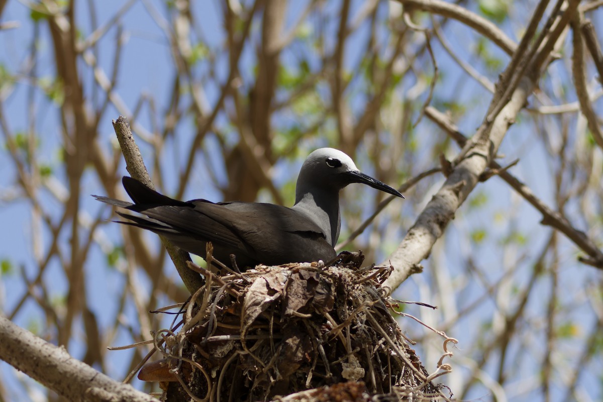 Lesser Noddy - ML646263392