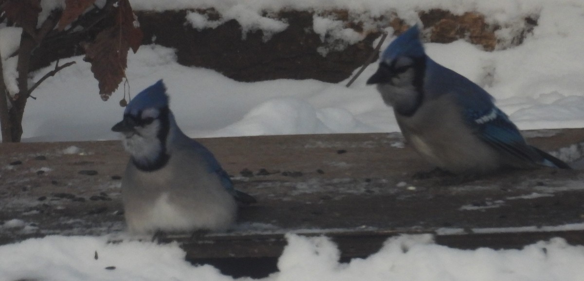 Blue Jay - ML646263394