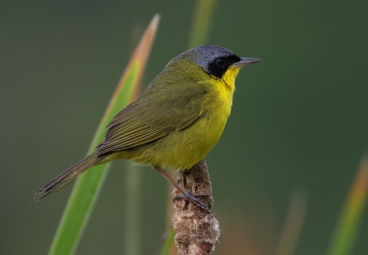 Жовтогорлик східний - ML646263395