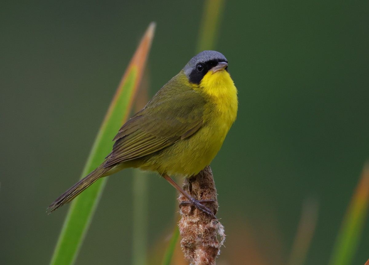 Жовтогорлик східний - ML646263396