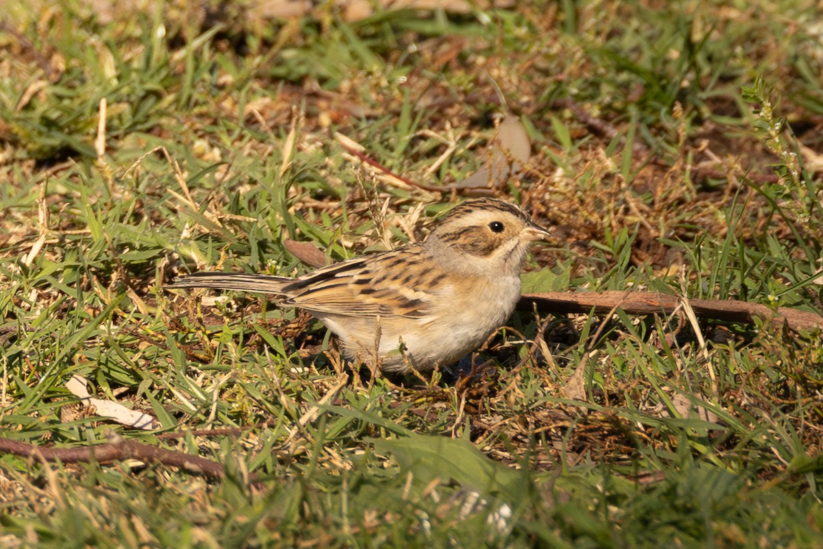 Clay-colored Sparrow - ML646263397