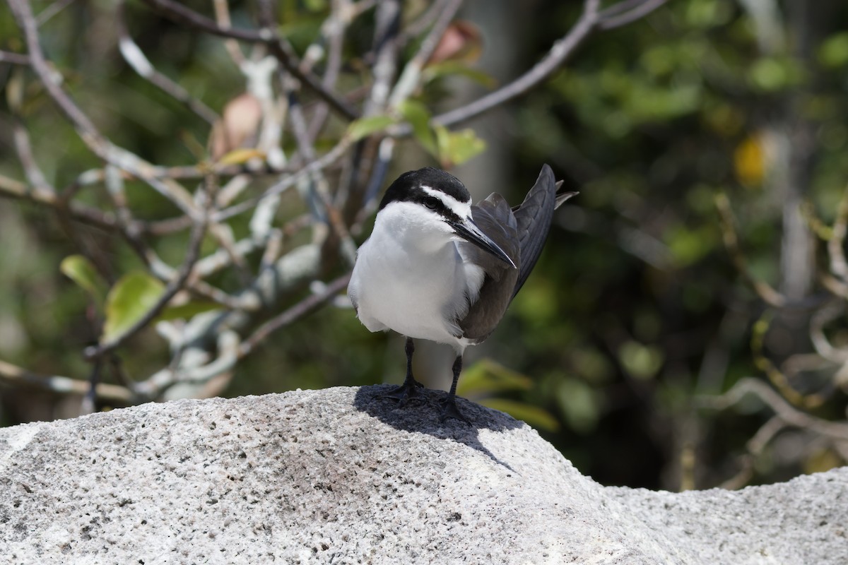 Крячок бурокрилий - ML646263401