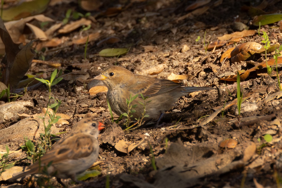 Passerin indigo - ML646263402