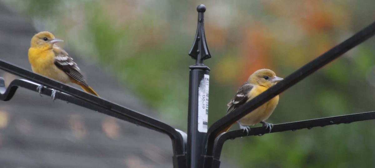פזאי צפוני - ML646263417
