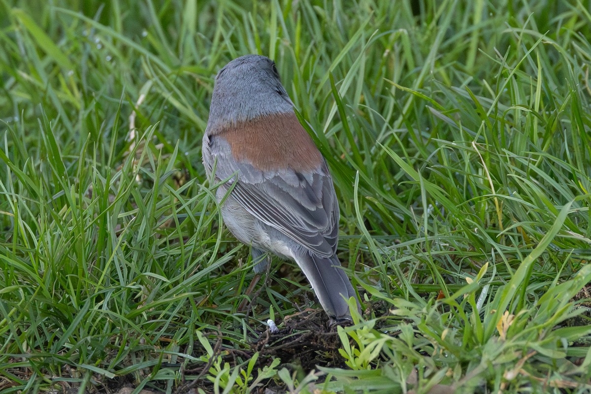 Dark-eyed Junco - ML646263418