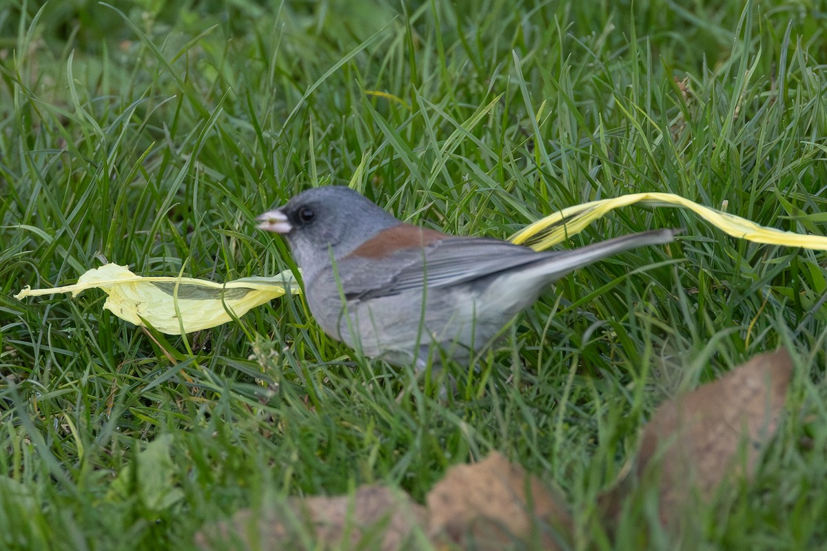 Dark-eyed Junco - ML646263421