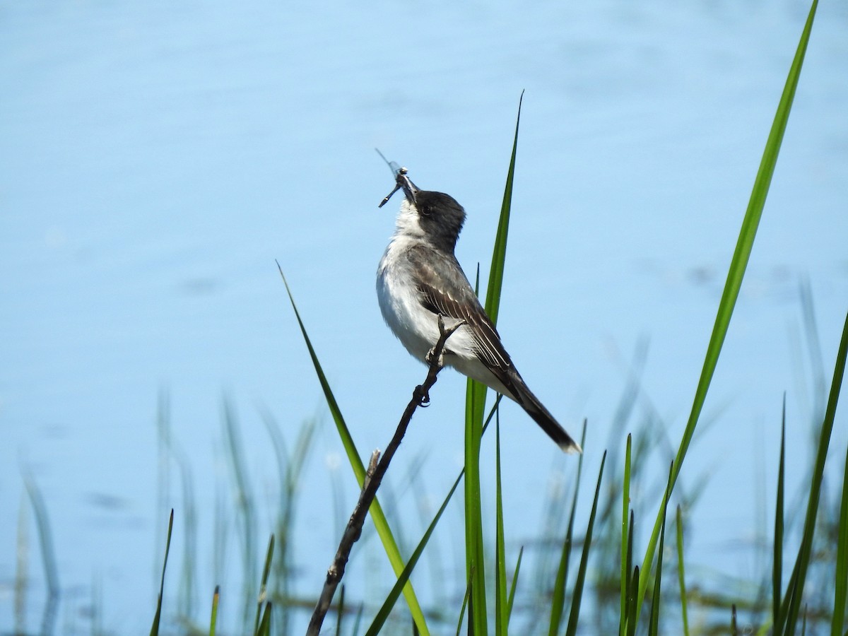 østkongetyrann - ML646263426