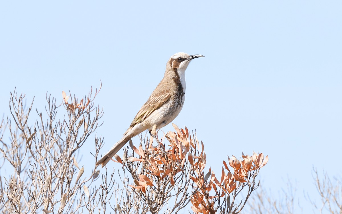 Tawny-crowned Honeyeater - ML646263427