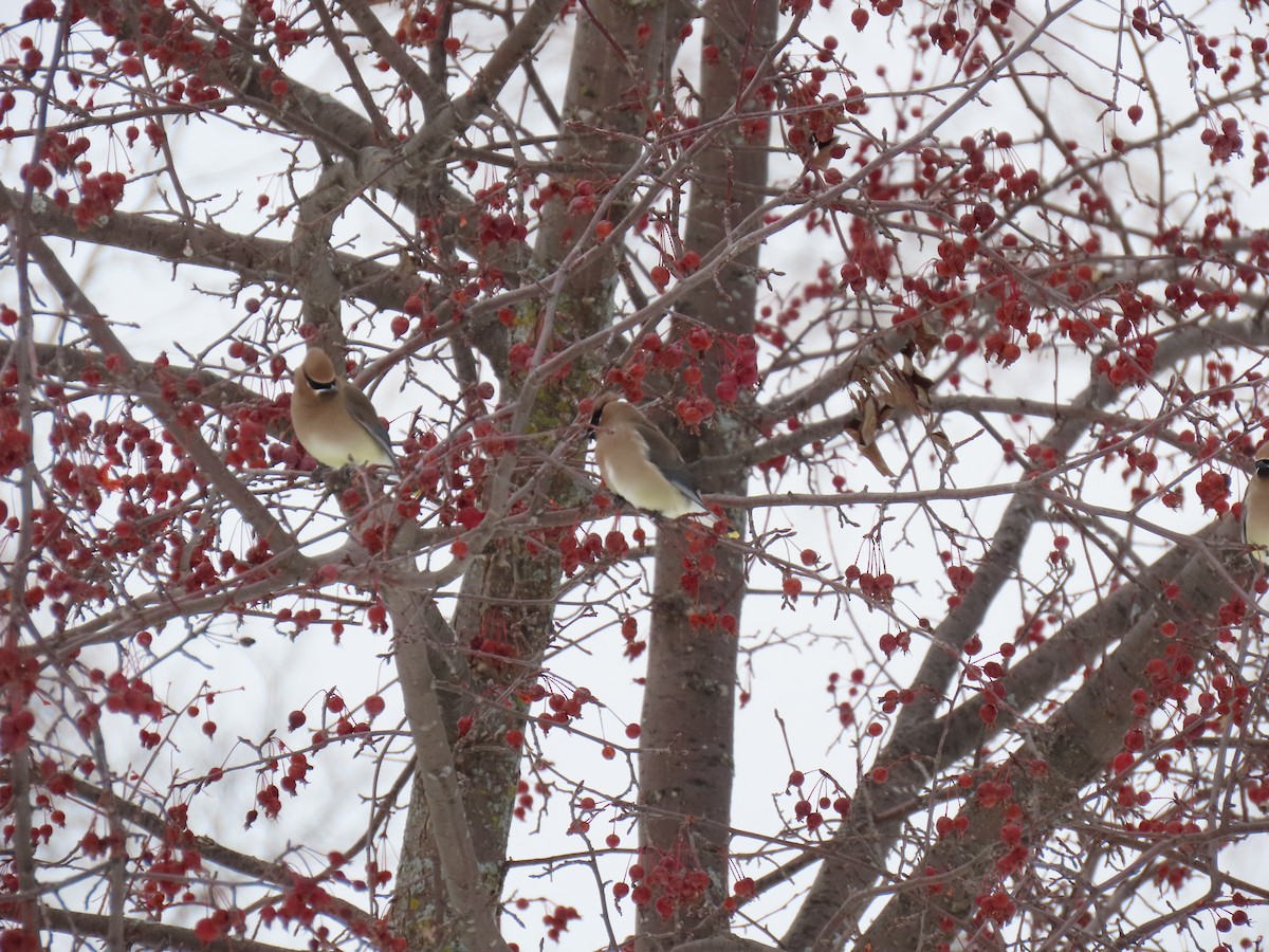 Cedar Waxwing - ML646263432
