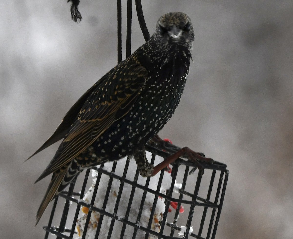 European Starling - ML646263439