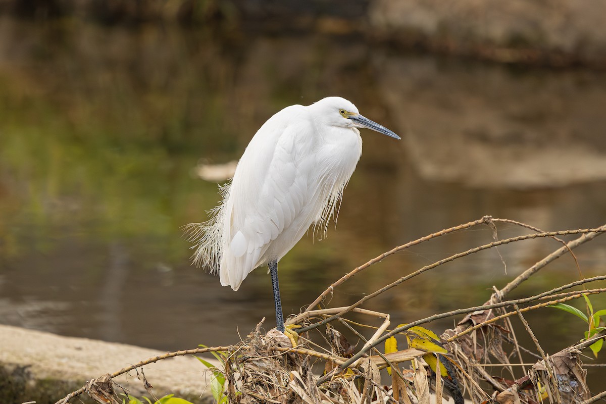 volavka stříbřitá - ML646263442