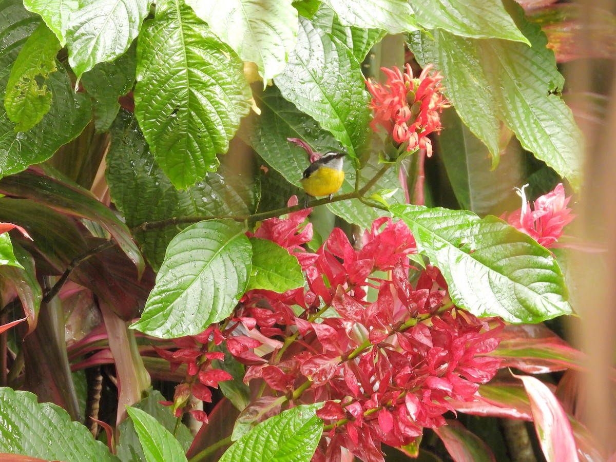 Цереба - ML646263449