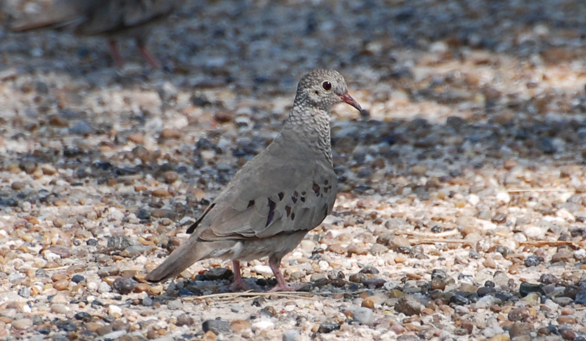 Common Ground Dove - ML646263451