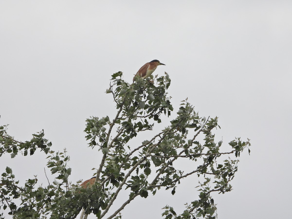 Квак каледонський - ML646263453