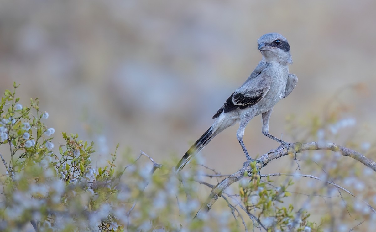 Loggerhead Shrike - ML646263459