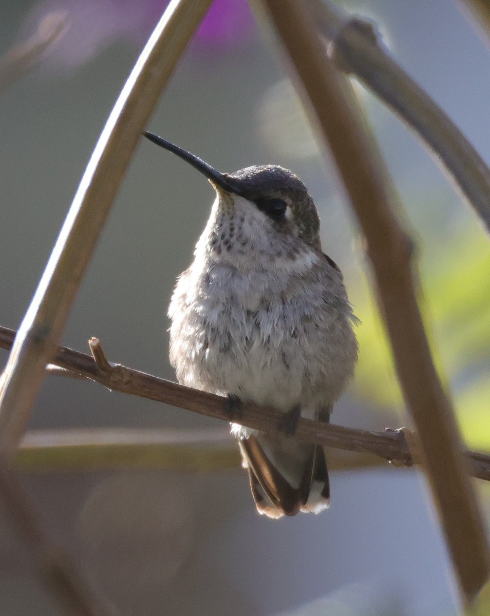 Black-chinned Hummingbird - ML646263461
