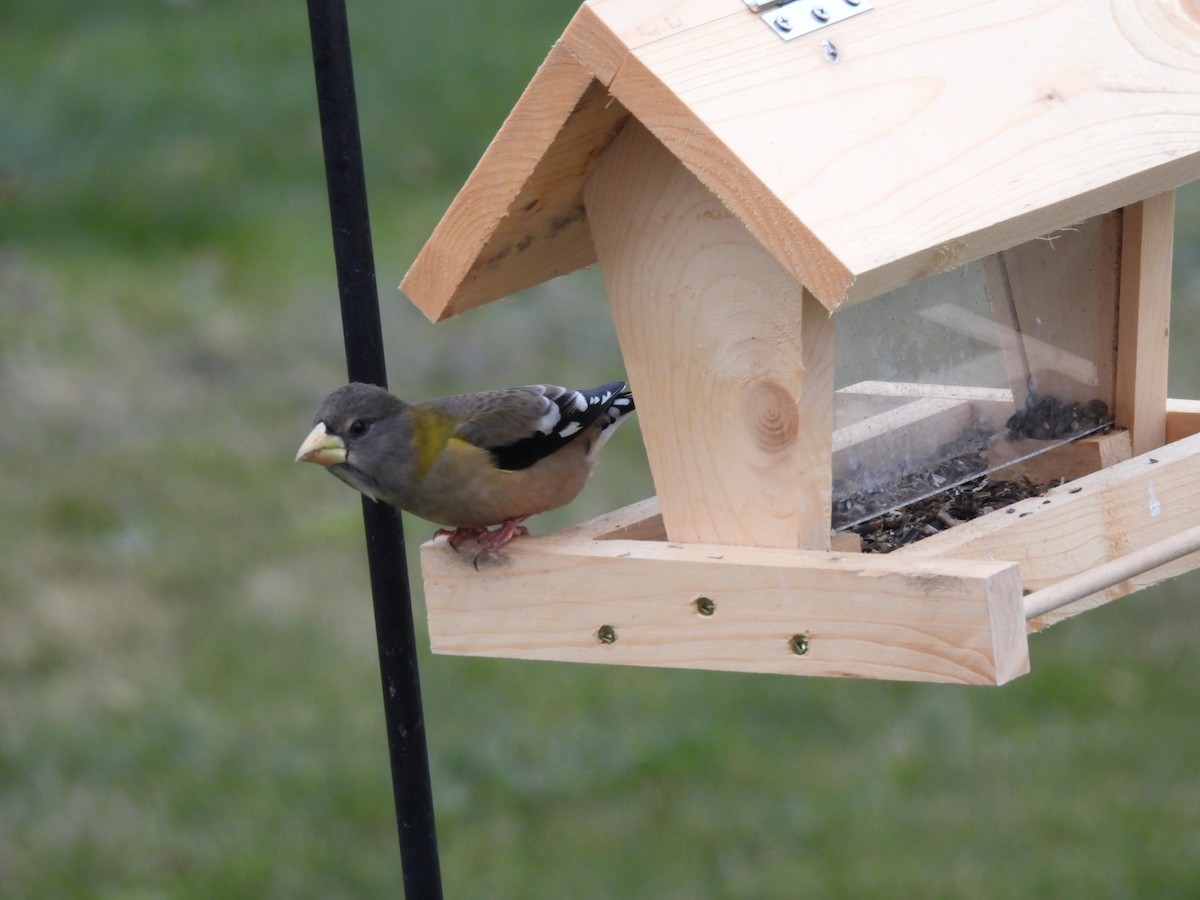 Evening Grosbeak - ML646263469