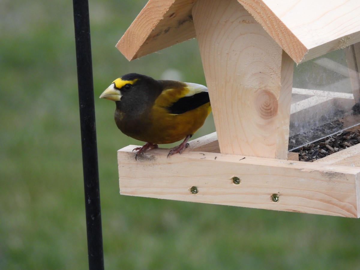 Evening Grosbeak - ML646263470