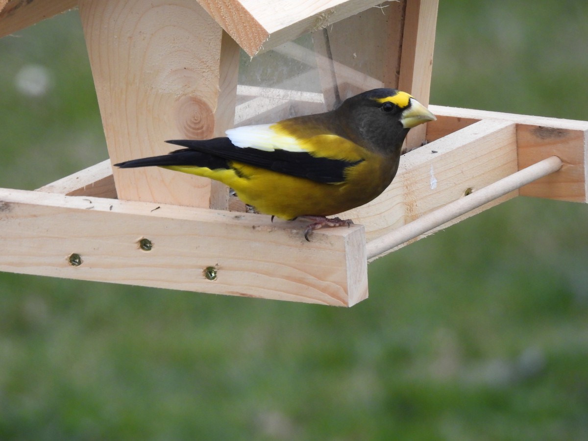 Evening Grosbeak - ML646263471