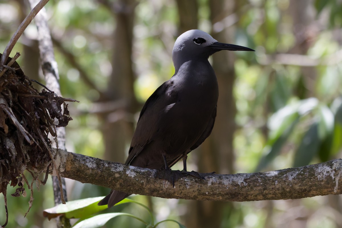 Lesser Noddy - ML646263474