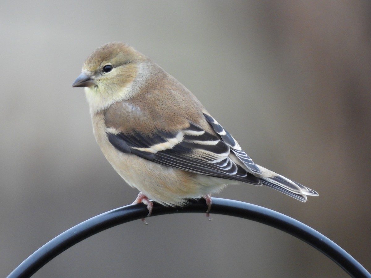 Goldzeisig - ML646263477