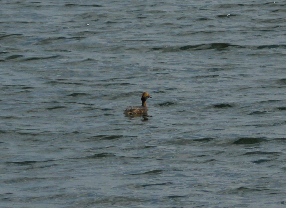 Horned Grebe - ML646263479